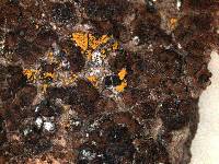 Media resource of Acarospora badiofusca