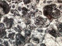 Media resource of Acarospora benedarensis