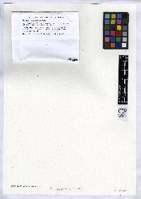 Media resource of Acarospora bohlinii