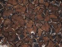 Acarospora asperata image