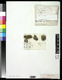 Media resource of Acolium bolanderi