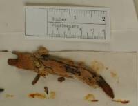 Acolium carolinianum image