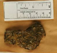 Acolium chloroconium image