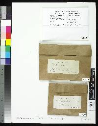 Media resource of Amandinea coniops
