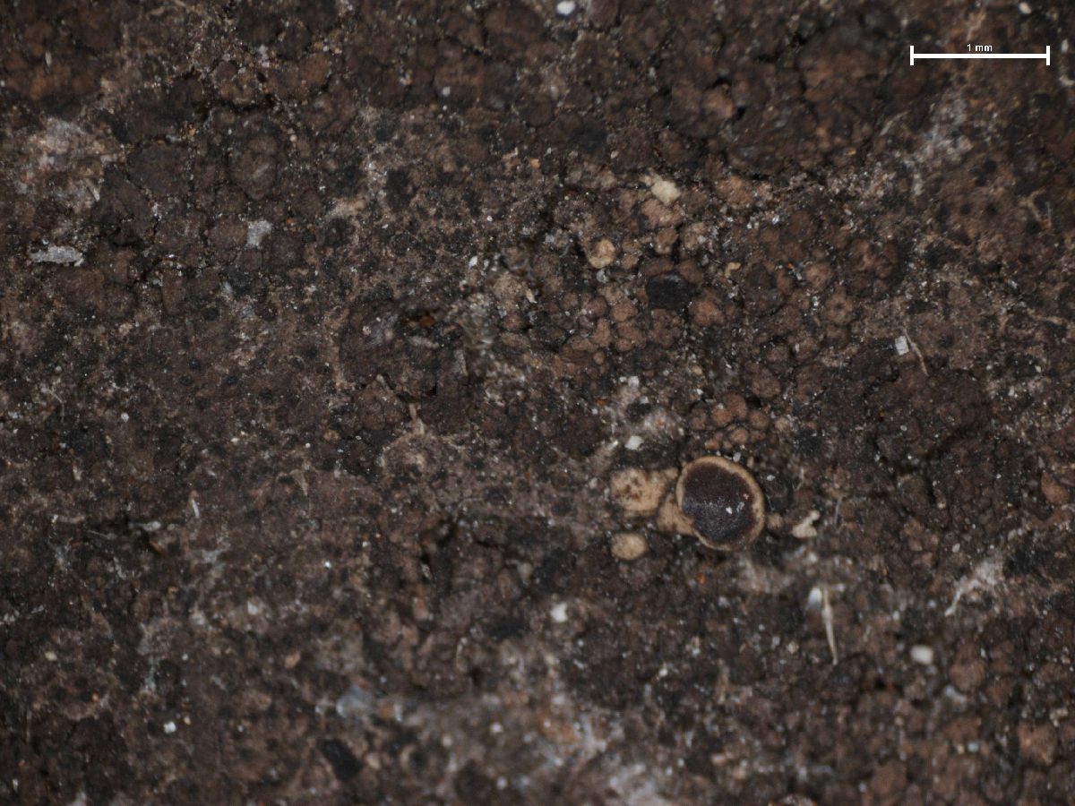 Amandinea coniops image