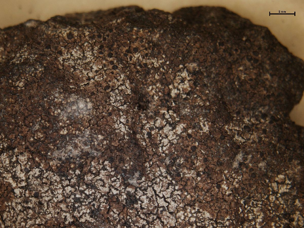 Amandinea coniops image