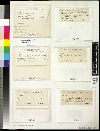 Anaptychia erinacea image