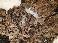 Anaptychia isidiata image