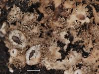Anaptychia isidiata image