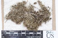 Anaptychia setifera image