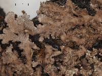 Anaptychia isidiata image