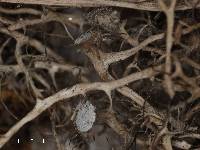 Anaptychia setifera image