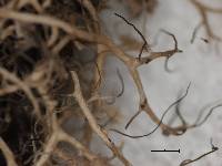 Anaptychia setifera image