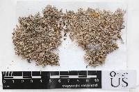 Anaptychia setifera image