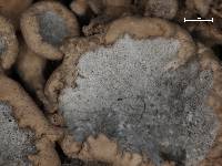 Anaptychia setifera image