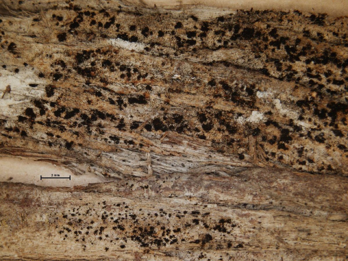 Arthonia efflorescens image