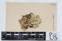 Arthonia flavicantis image