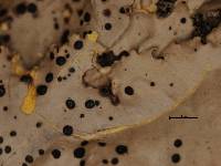 Arthonia flavicantis image