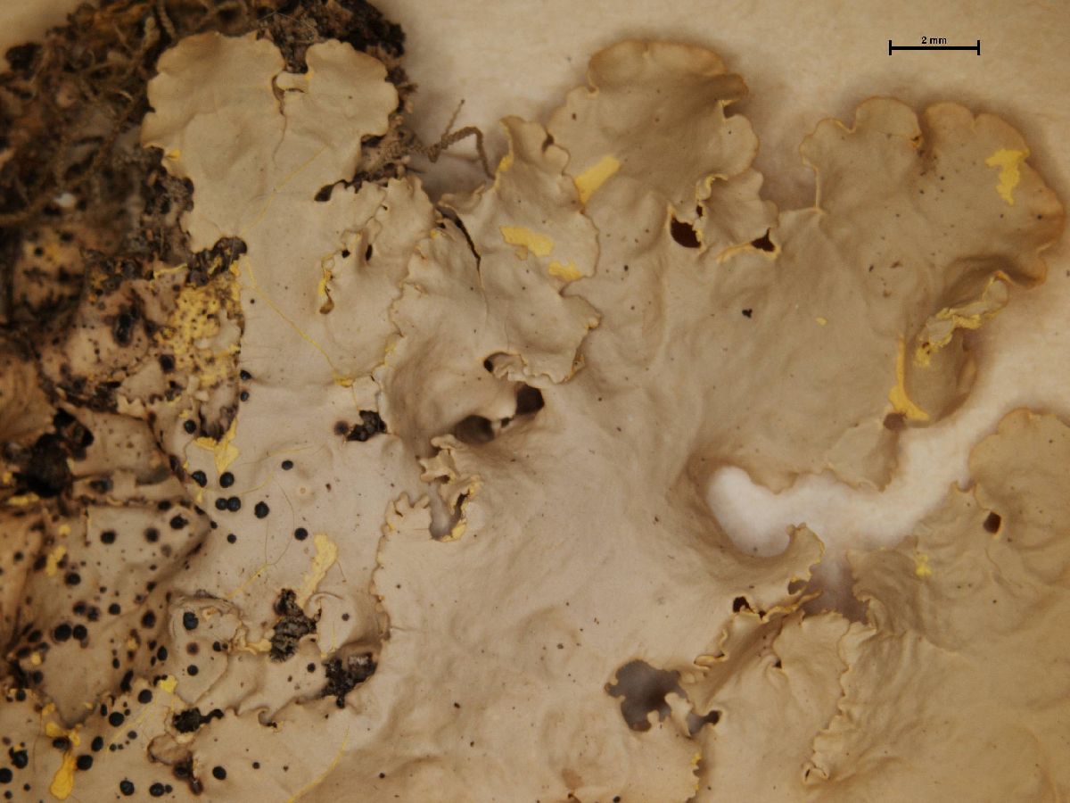 Arthonia flavicantis image