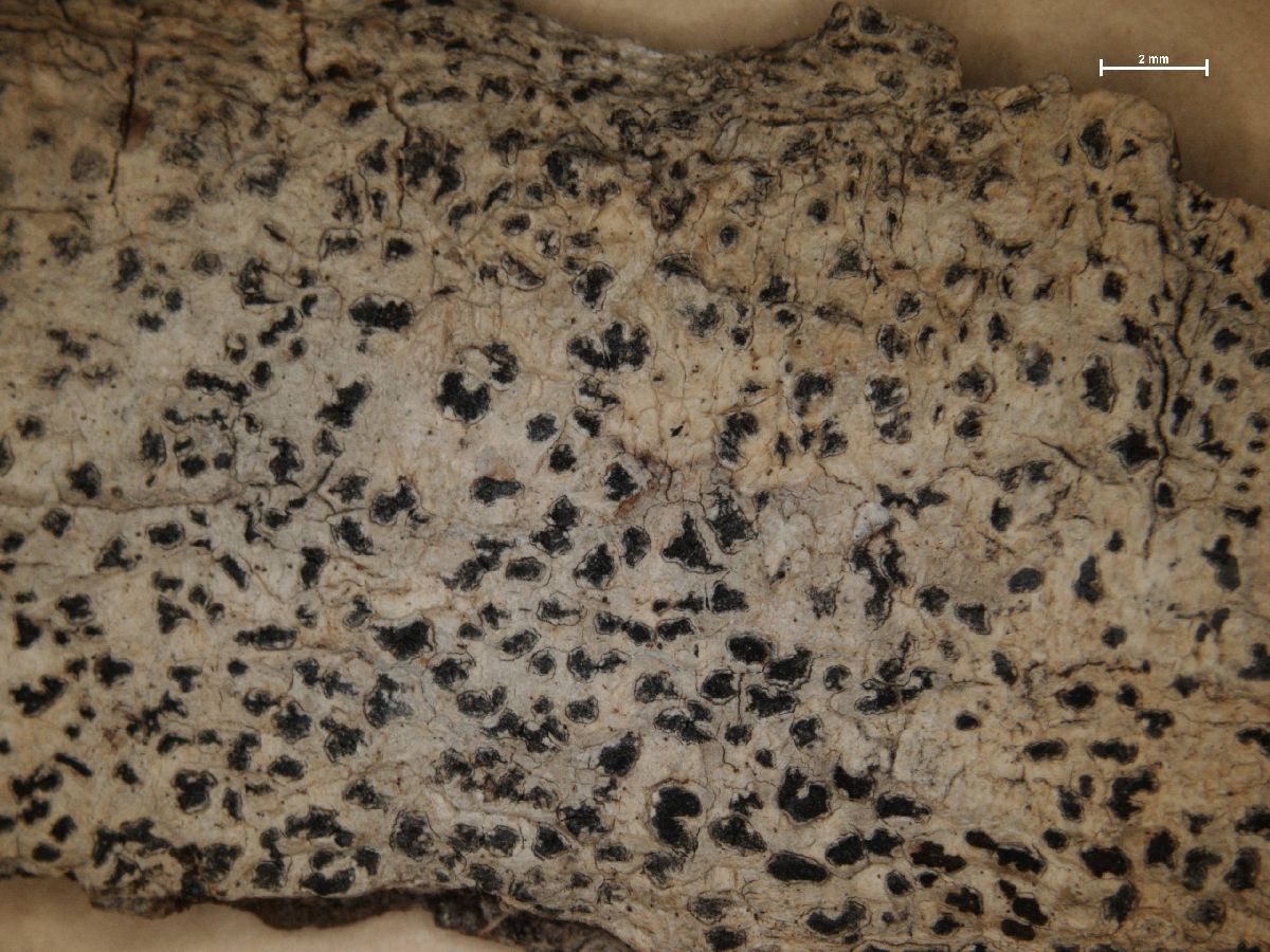 Arthonia macularis image