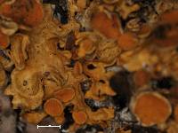 Arthonia molendoi image