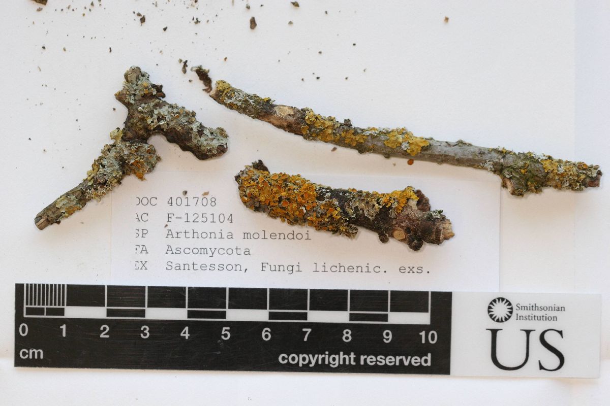 Arthonia molendoi image