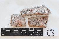 Arthonia rubrocincta image