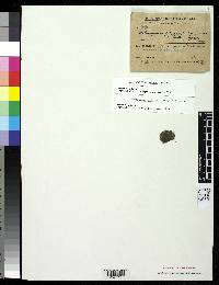 Media resource of Arthopyrenia amaura