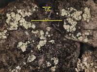 Arthrorhaphis citrinella image