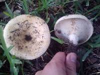 Lactarius maculatipes image