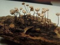 Media resource of Marasmius rotula