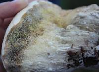 Boletus pallidus image