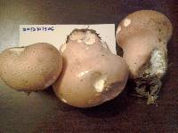 Calvatia cyathiformis image