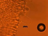 Hymenopellis megalospora image