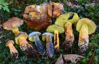 Media resource of Boletus carminipes