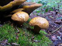 Media resource of Buchwaldoboletus lignicola