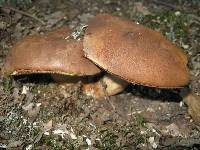 Media resource of Boletus fragrans