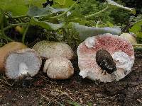 Agaricus rodmani image
