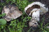 Agaricus rodmani image