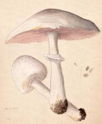 Agaricus rodmani image