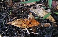 Marasmius capillaris image