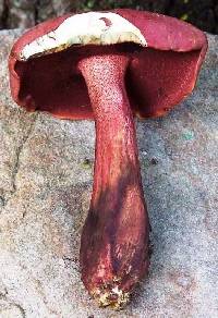 Media resource of Boletus carminiporus