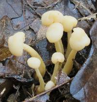 Media resource of Cudonia lutea