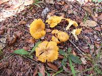 Cantharellus lateritius image