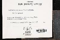 Clavulina coralloides image