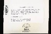 Rhodocollybia maculata image