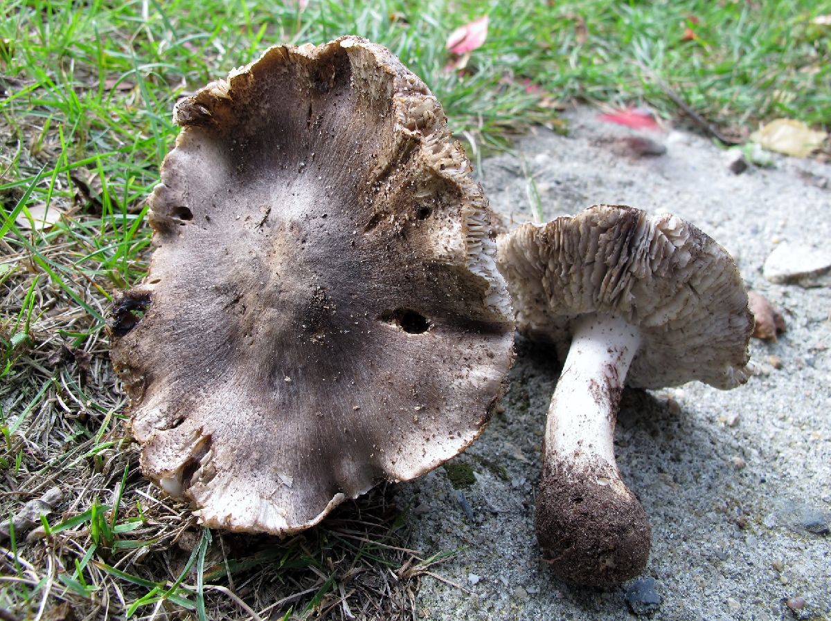 Tricholoma niveipes image