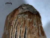 Media resource of Coprinellus flocculosus