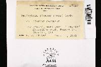 Peniophora cinerea image