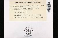 Peniophora cinerea image